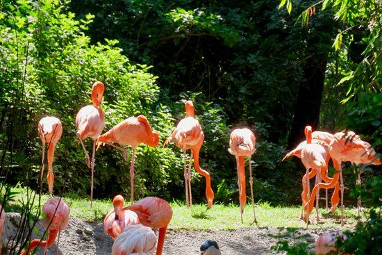 Parque Zoológico de Chapultepec